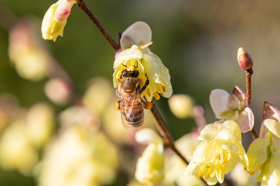 Corylopsis pauciflora