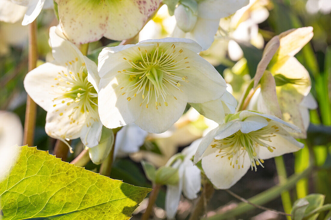 Helleborus x nigercors 'Green Corsican'