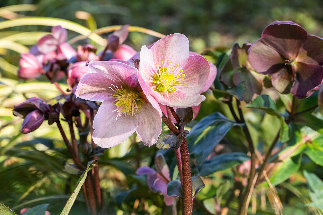 Helleborus Hybride 'HGC® Pink Frost'