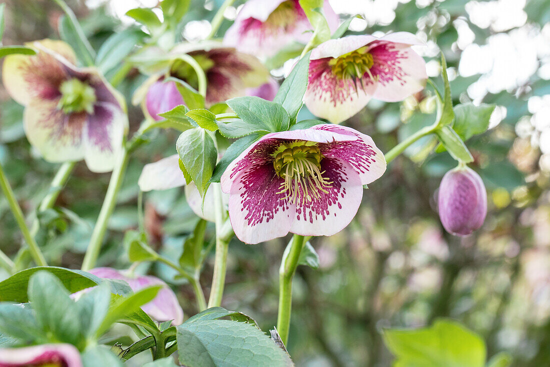 Helleborus hybride 'Spring Promise Charlotte'