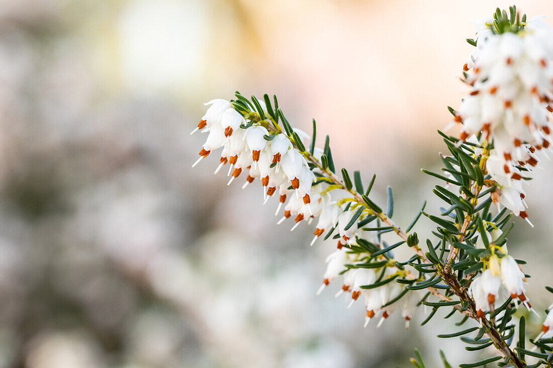 Erica darleyensis 'Silberschmelze'