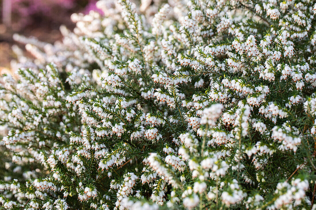 Erica darleyensis 'Silberschmelze'