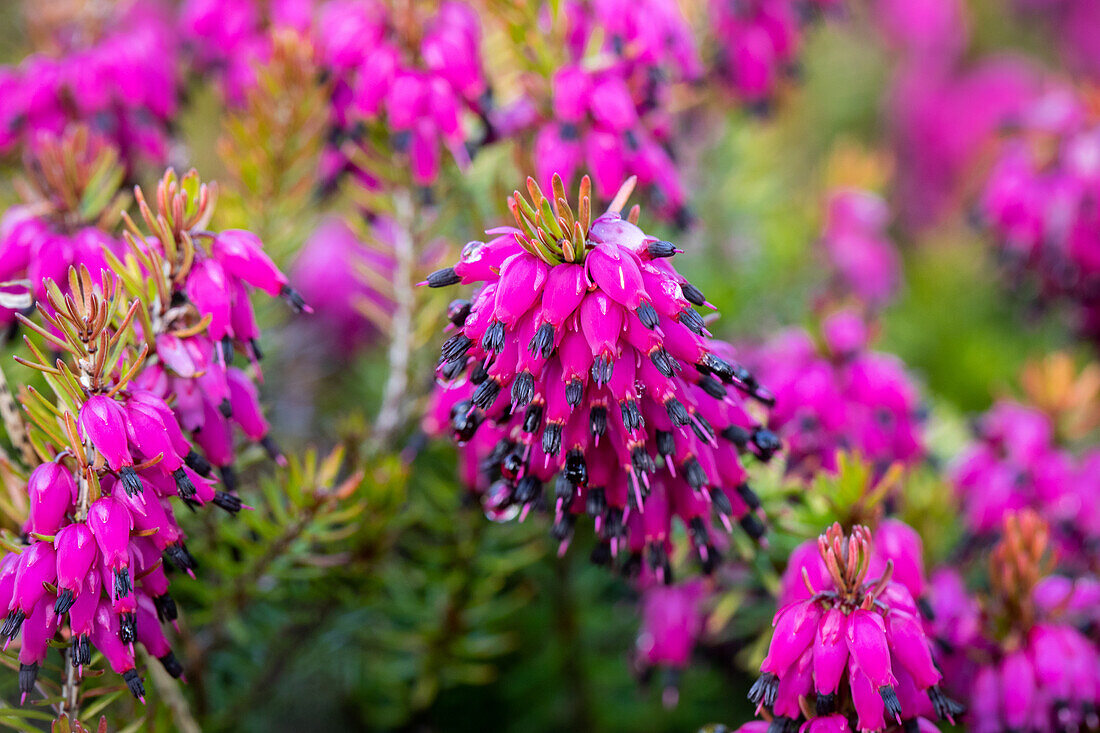 Erica carnea 'Nadja'