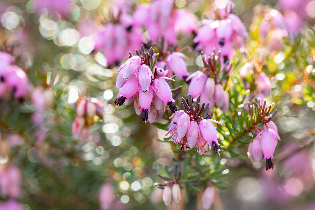 Erica carnea, rosa