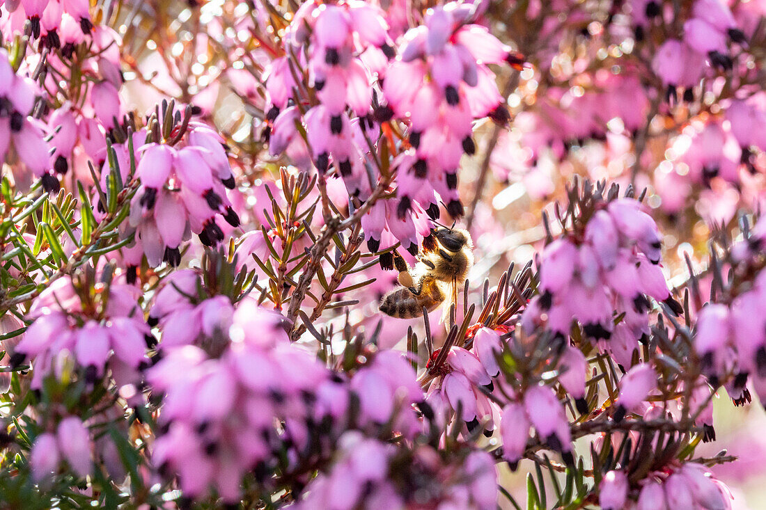 Erica carnea, pink