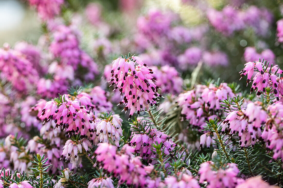 Erica carnea 'Martin'