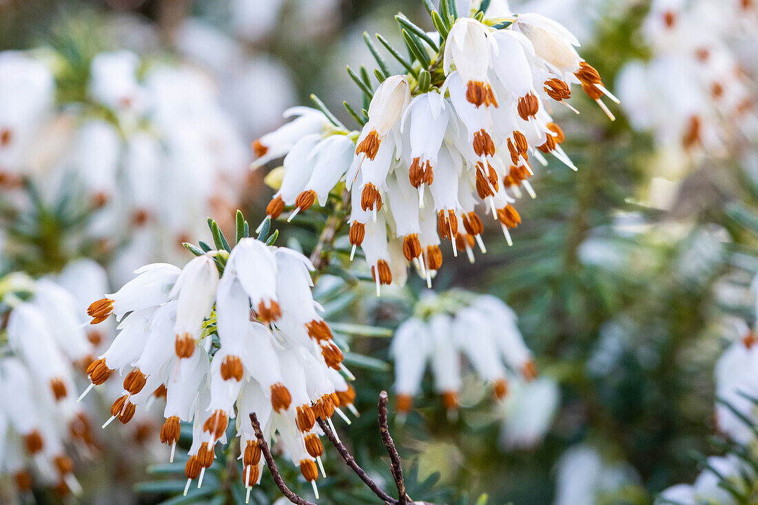 Erica carnea 'Schneekuppe'