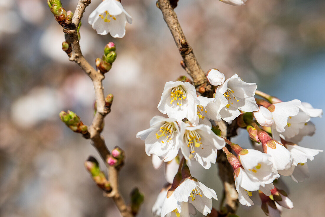 Prunus incisa 'Kojou-no-mai'