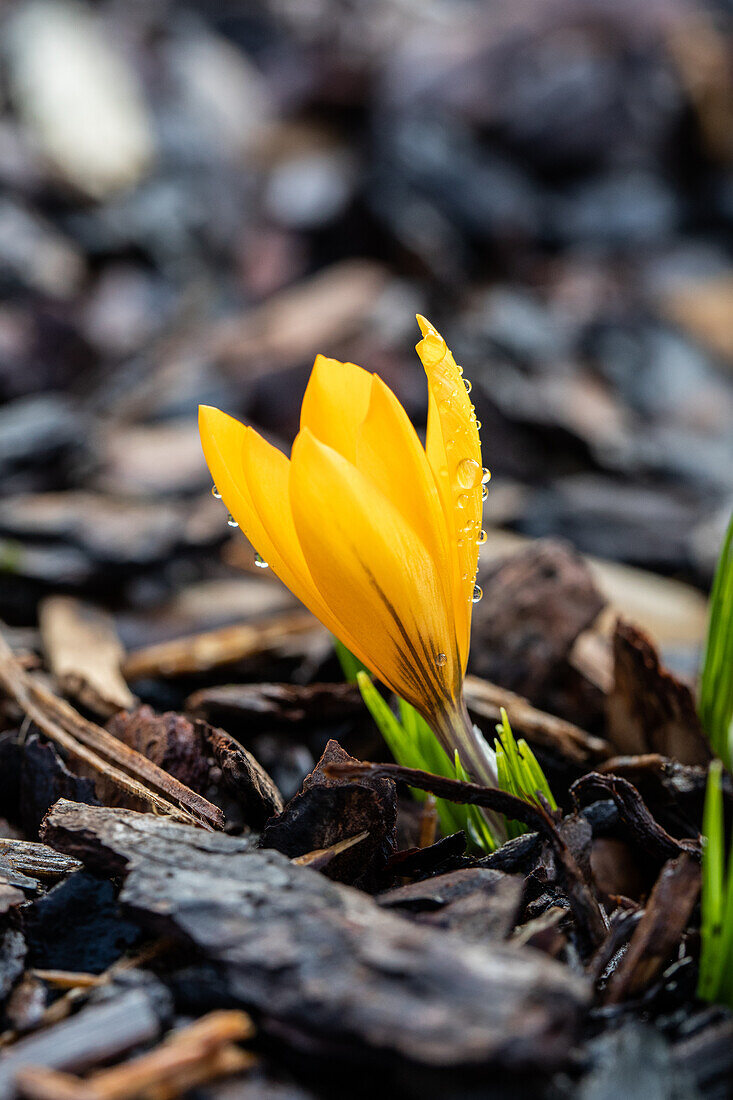 Crocus vernus, gelb