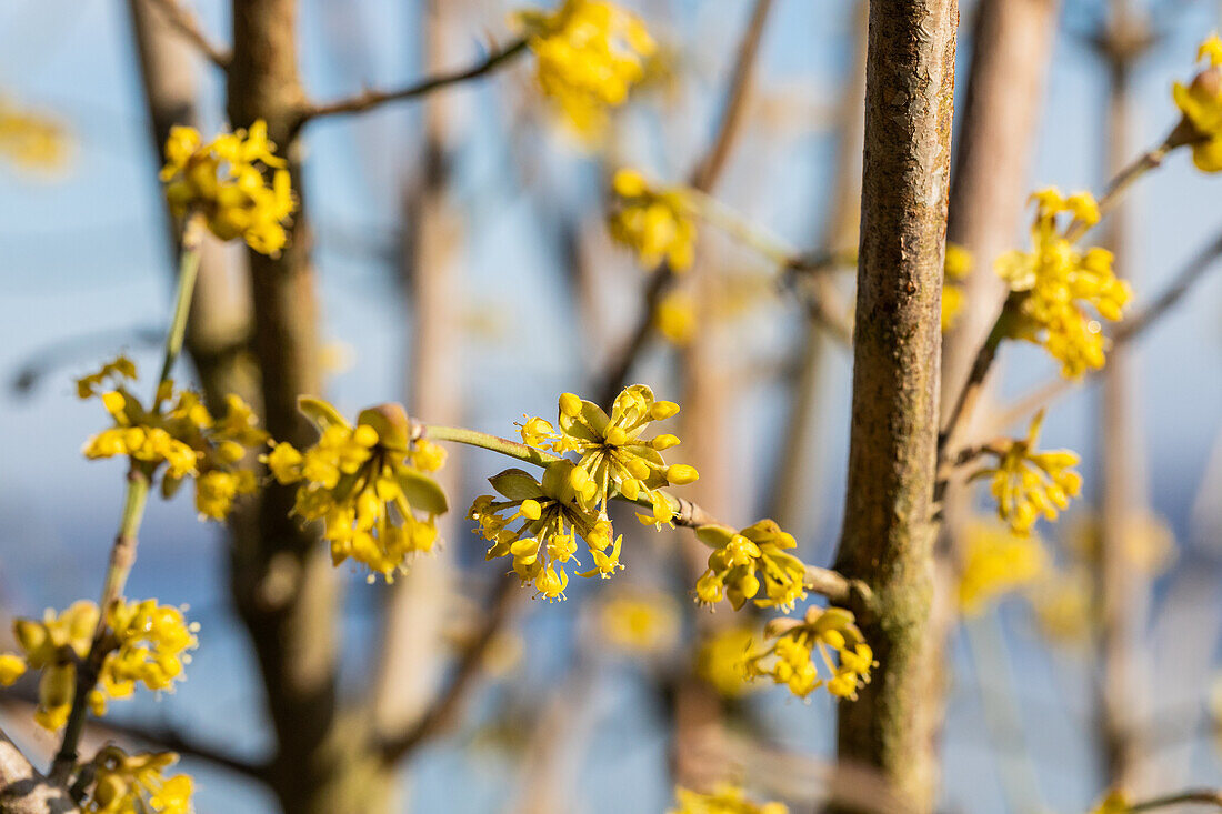 Cornus mas