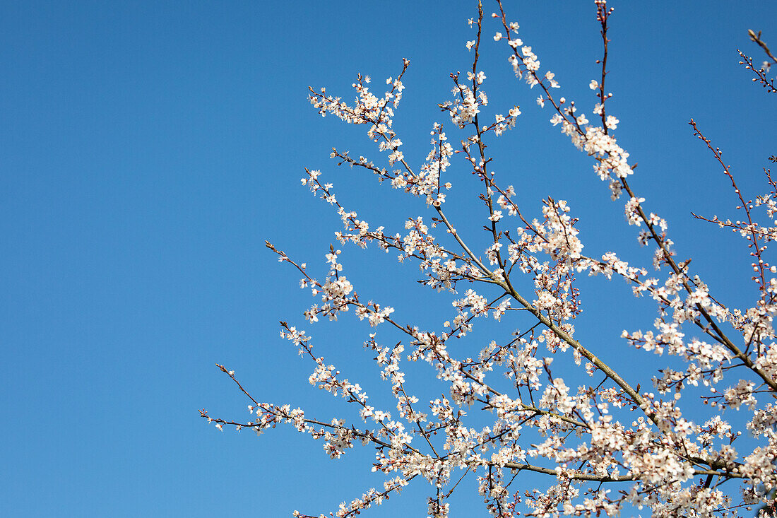 Prunus incisa