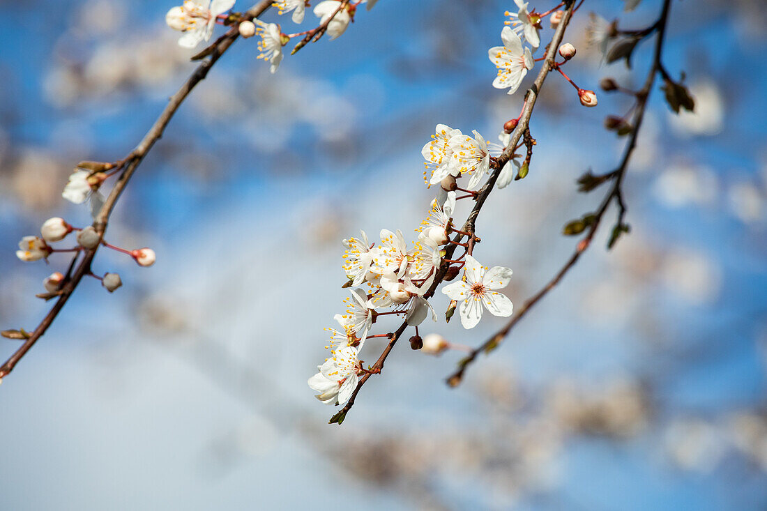 Prunus incisa