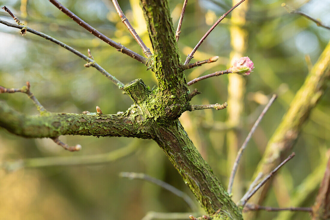 Branch with lichens