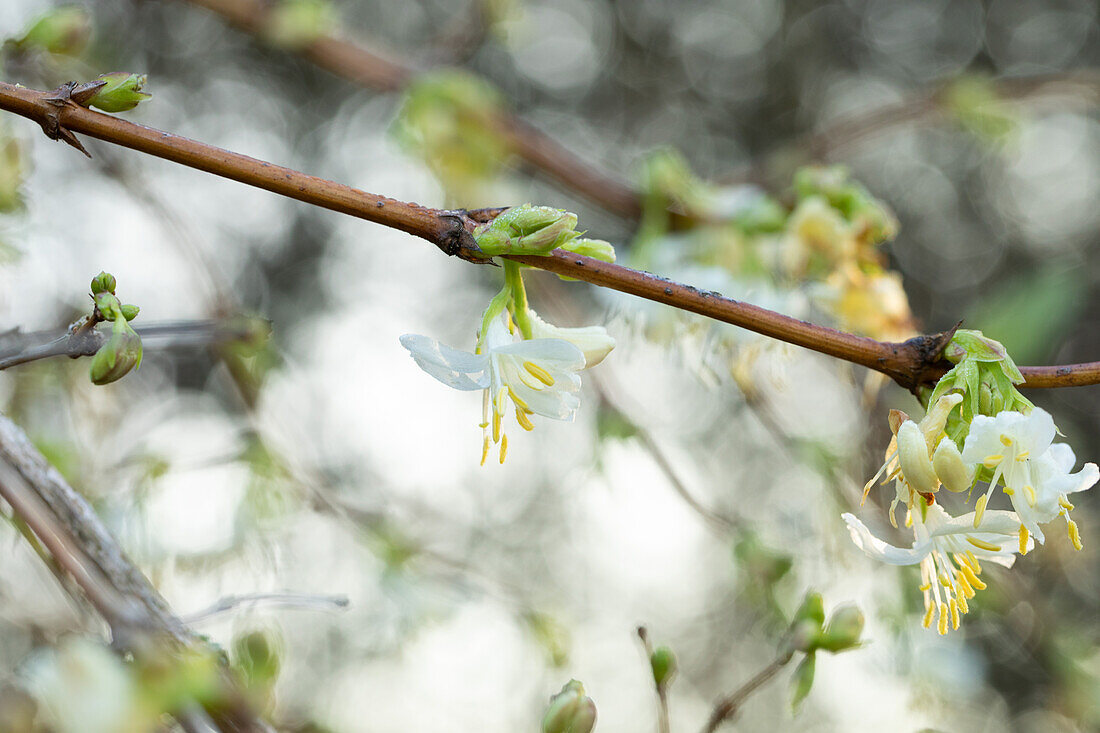 Lonicera fragrantissima