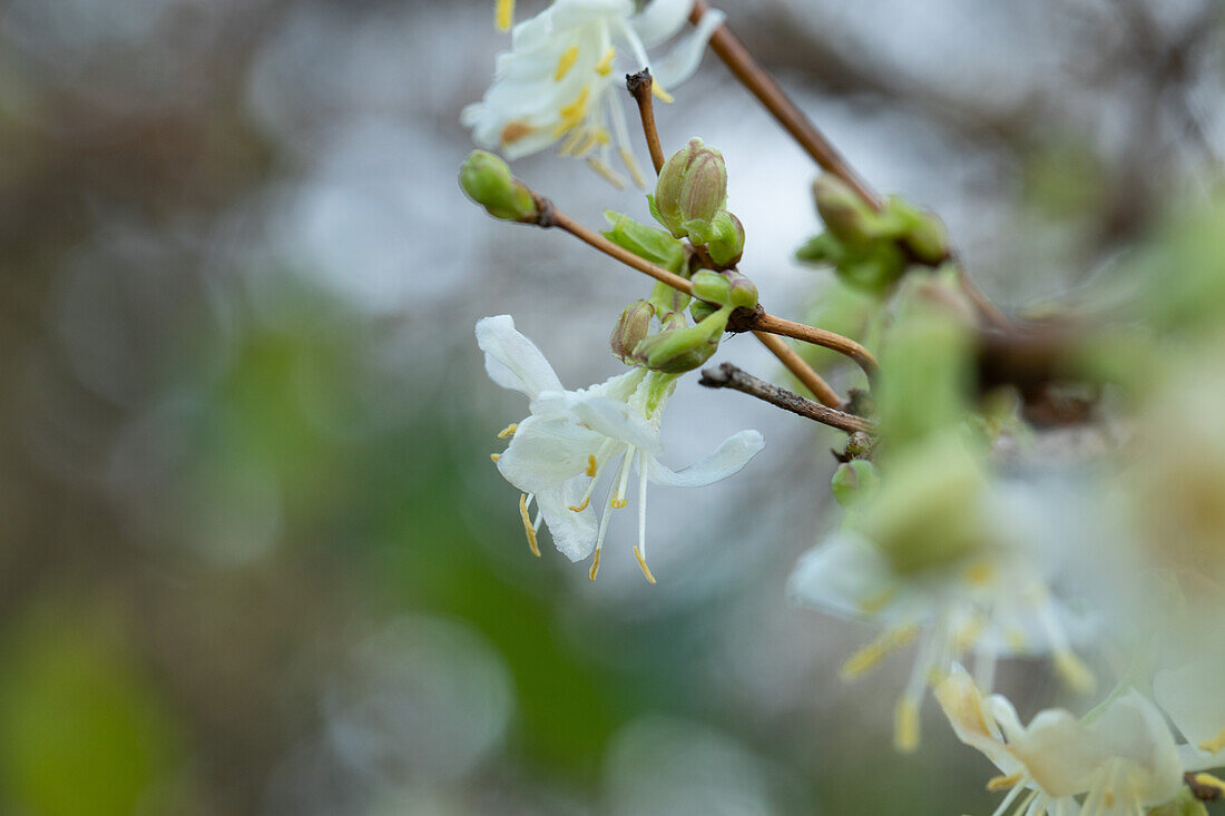 Lonicera fragrantissima