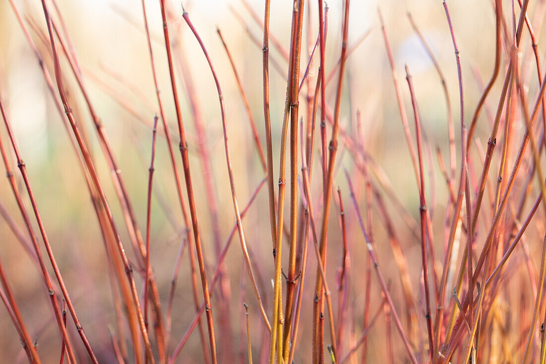 Cornus sericea 'Kelsey'