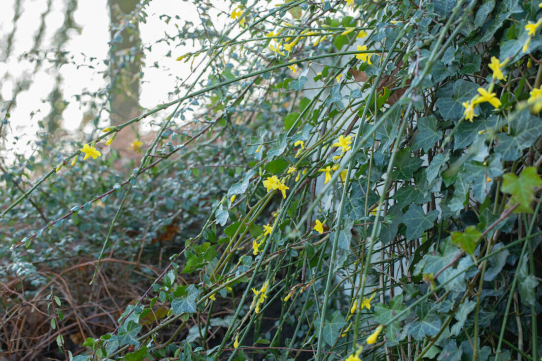 Jasminum nudiflorum