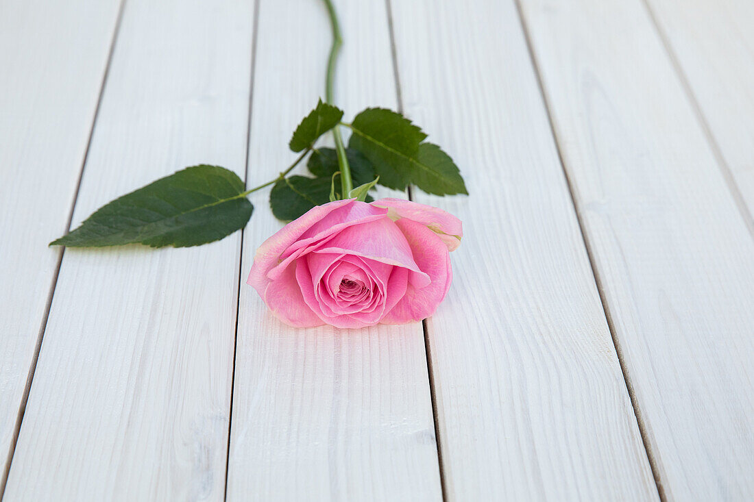 Cut flower on wooden background