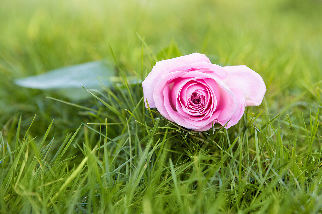 Cut flower in grass