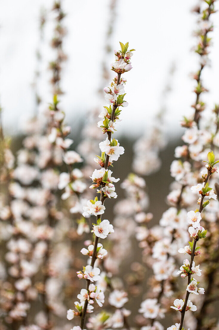 Prunus incisa