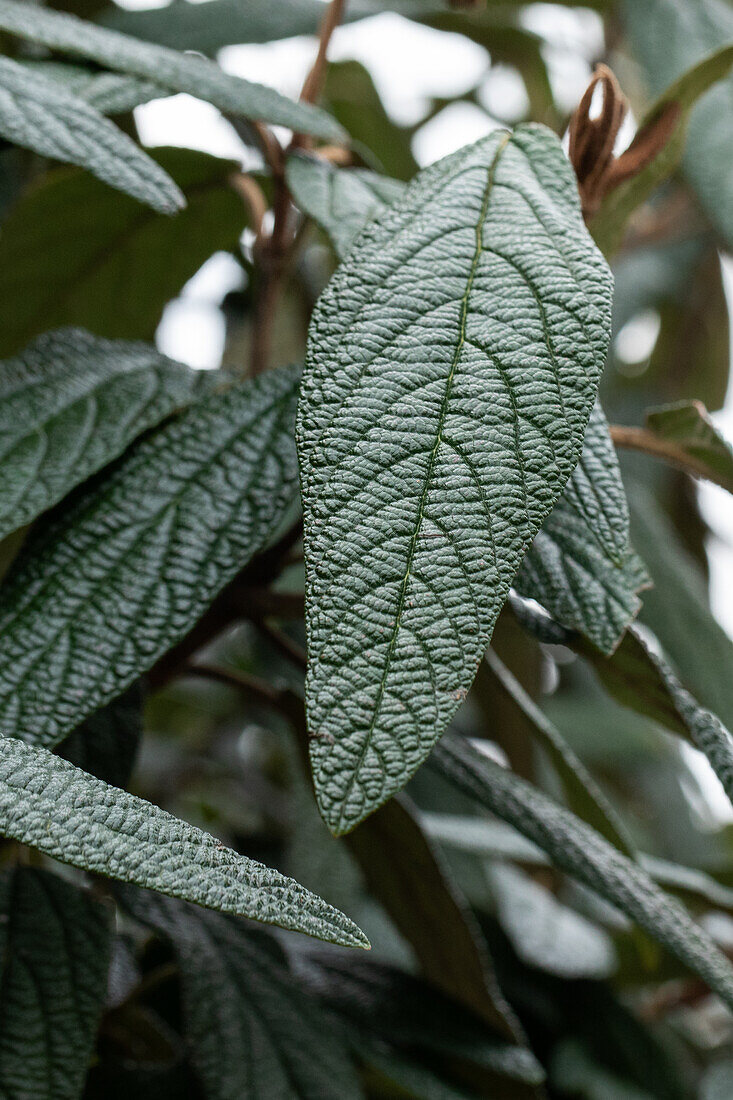 Viburnum pragense