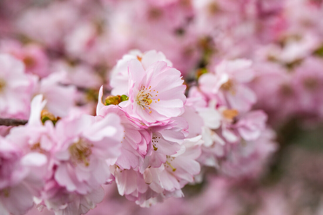 Prunus subhirtella 'Accolade'