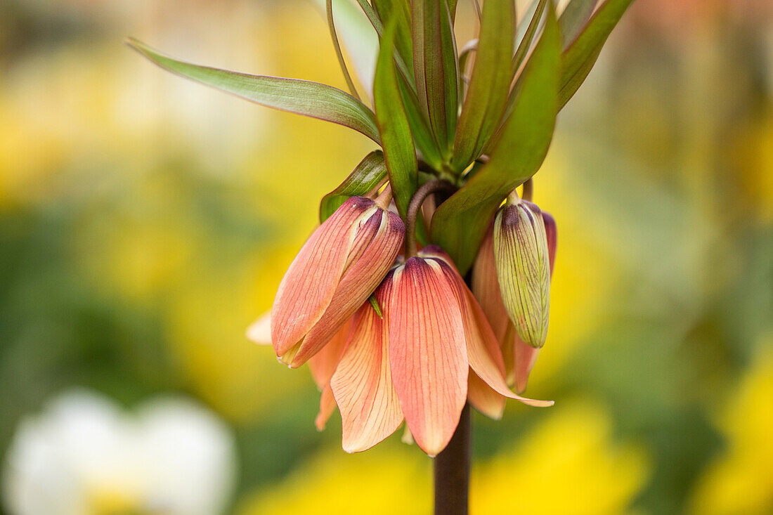 Fritillaria imperialis 'Garland Star'