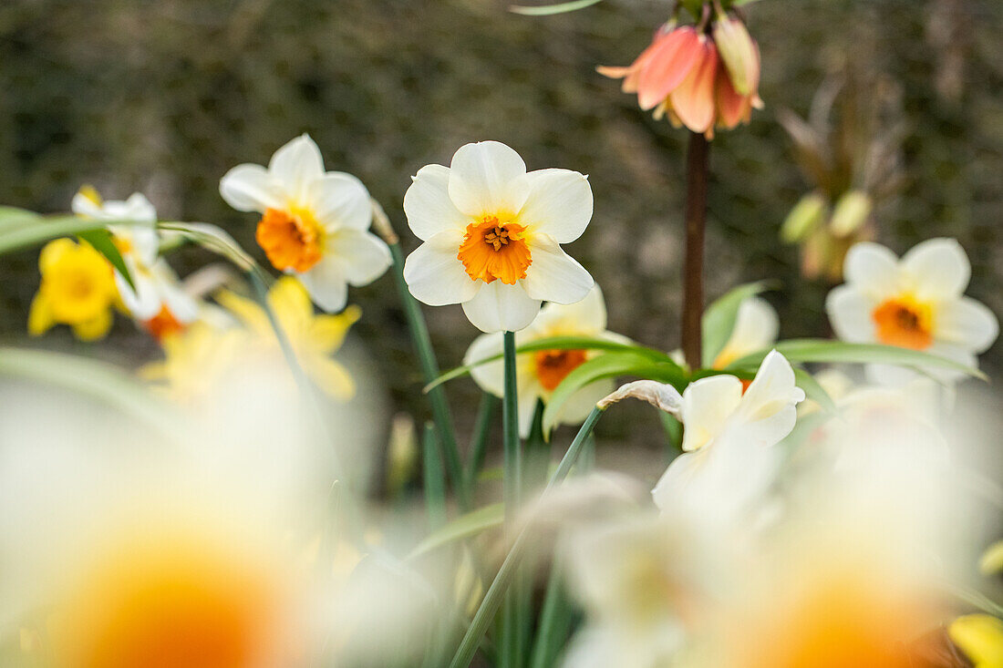 Narcissus, weiß-orange