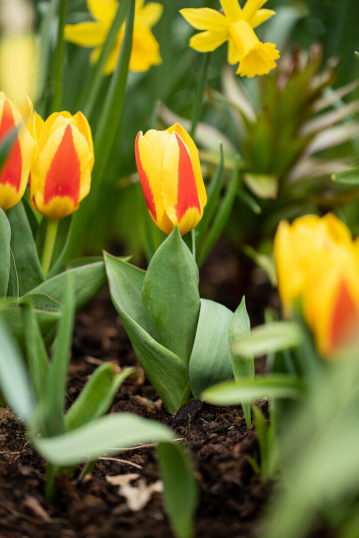 Tulipa, yellow-red