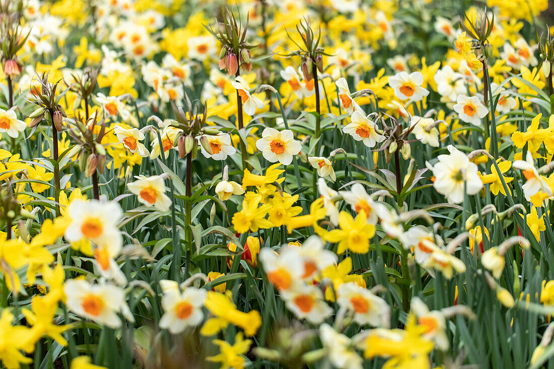 Daffodils and imperial crowns