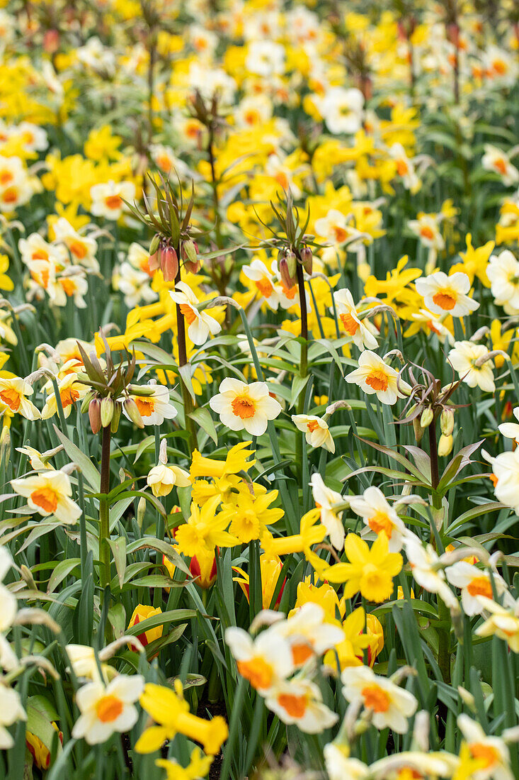 Daffodils and imperial crowns