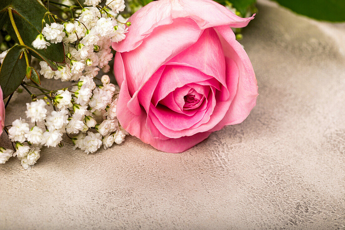 Roses with gypsophila