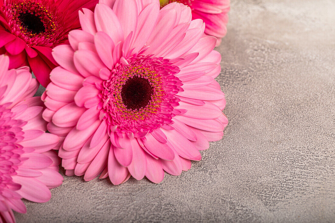 Gerberas lying down