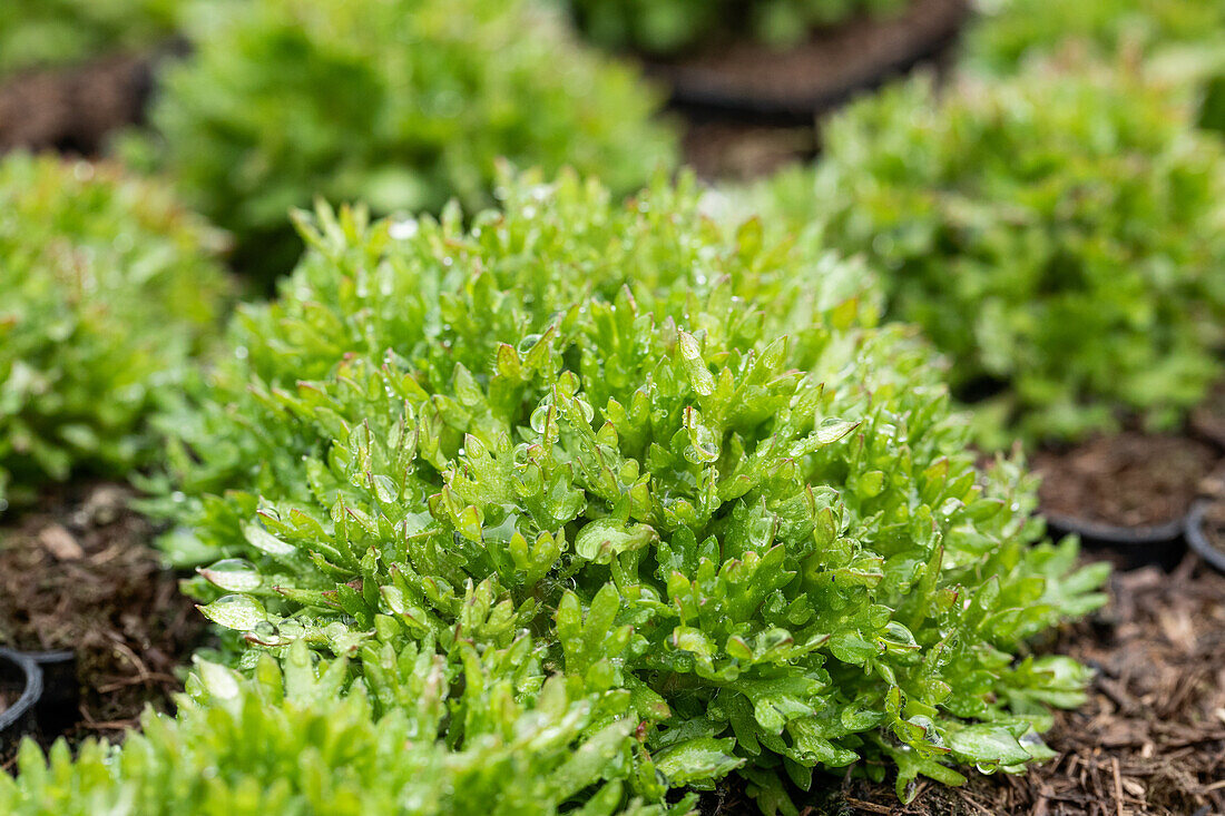 Saxifraga x arendsii 'Peter Pan'