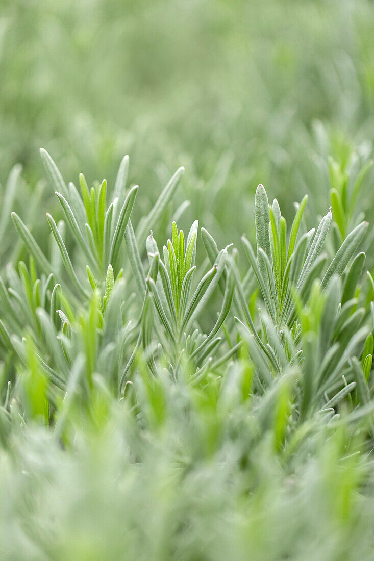 Lavandula x intermedia 'Grappenhall'