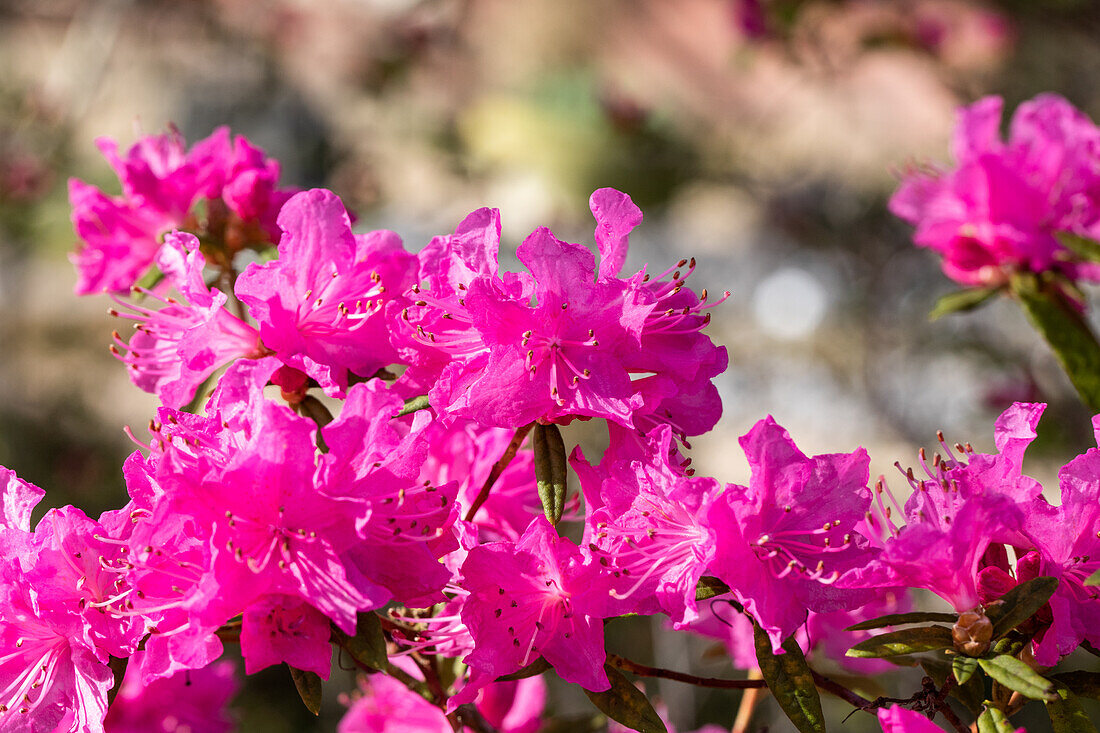 Rhododendron dauricum 'Boskoop Ostara'