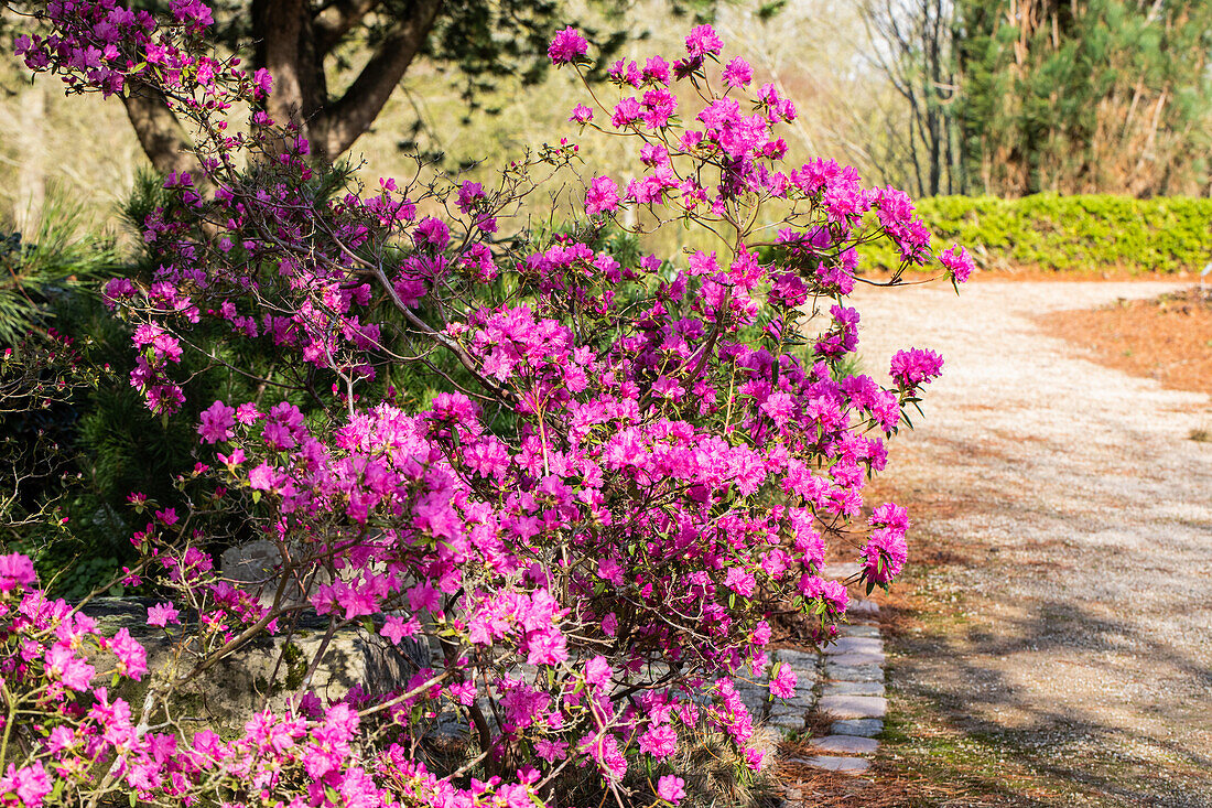 Rhododendron dauricum 'Boskoop Ostara'