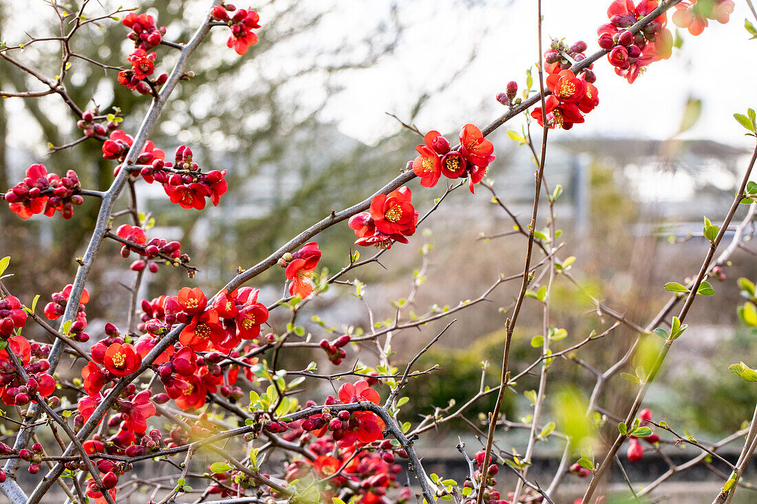 Chaenomeles japonica 