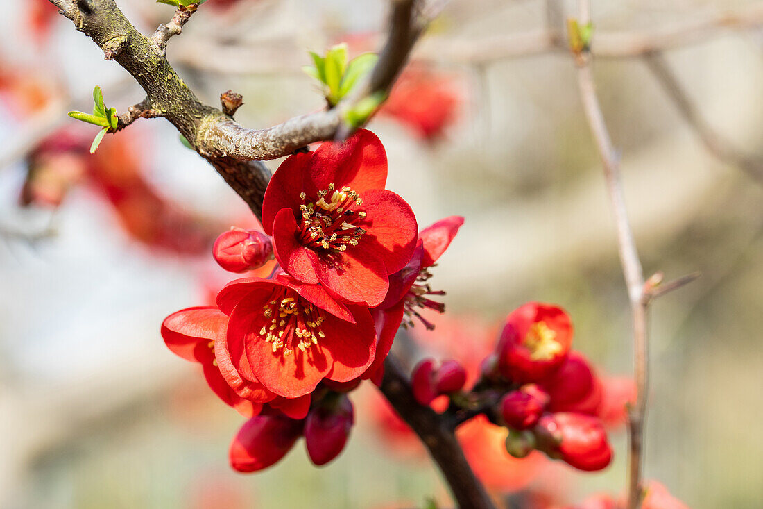 Chaenomeles japonica