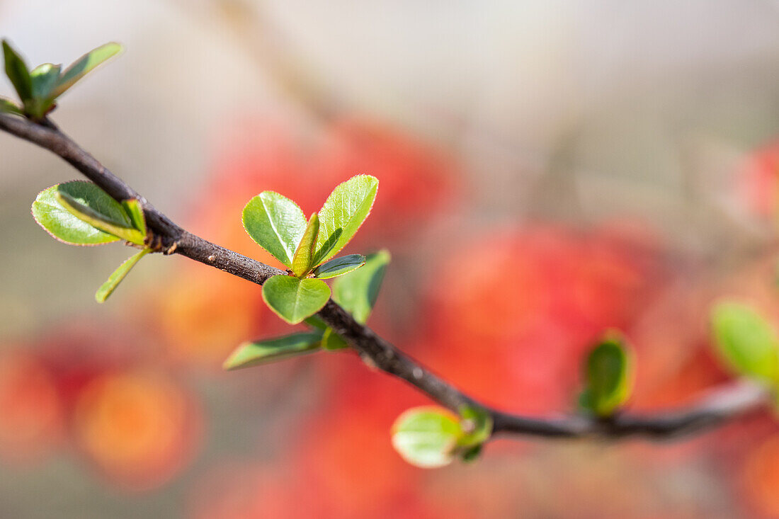 Chaenomeles japonica