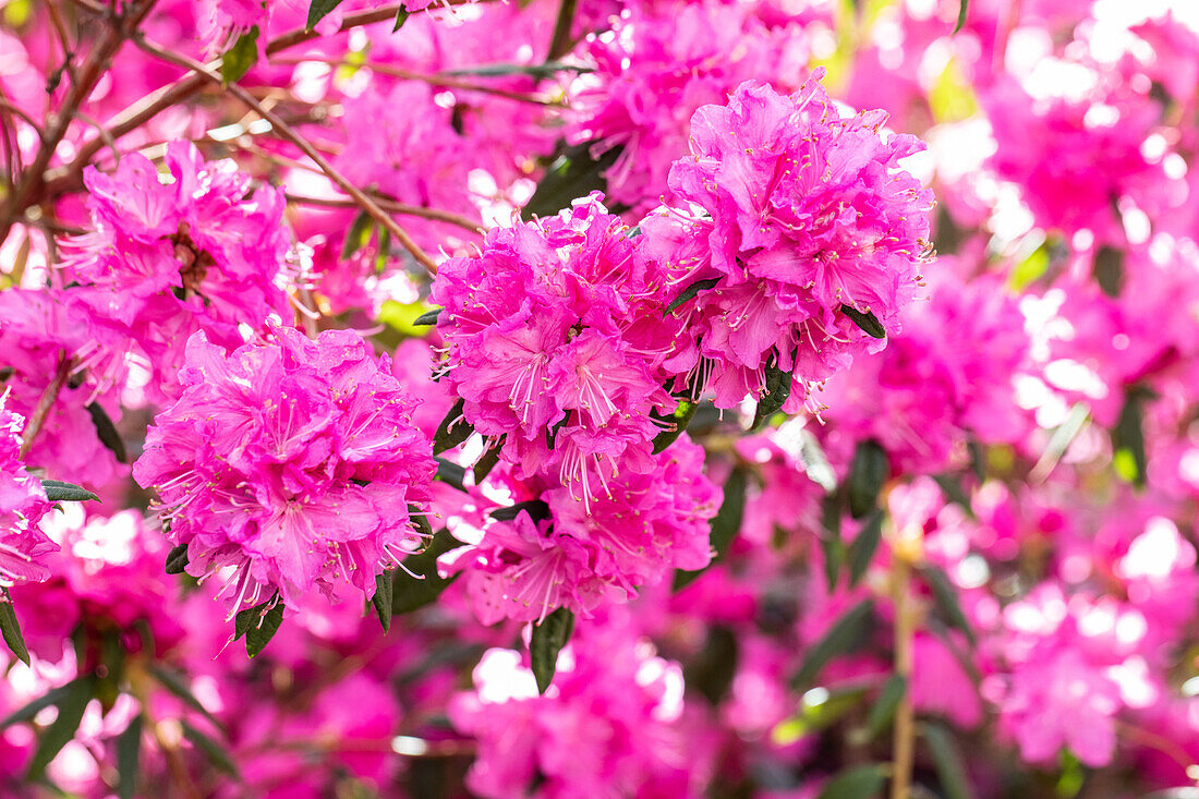 Rhododendron dauricum 'Boskoop Ostara'