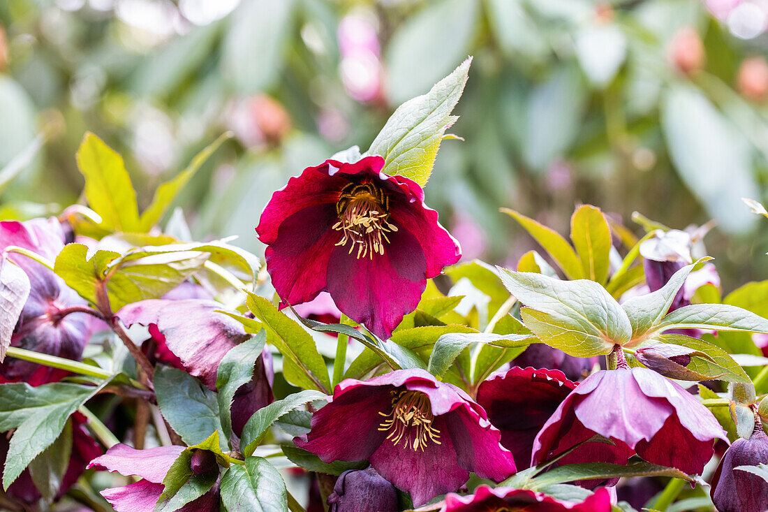 Helleborus Hybride 'Spring Promise Roxanne'