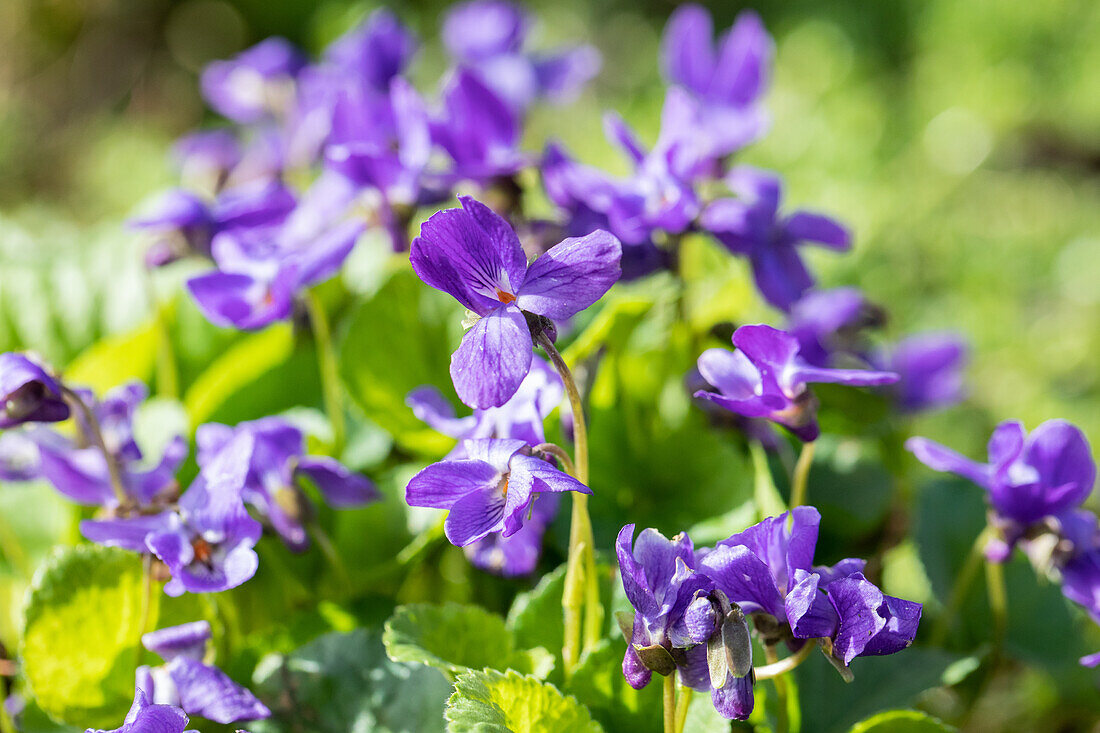 Viola odorata 'Queen Charlotte'