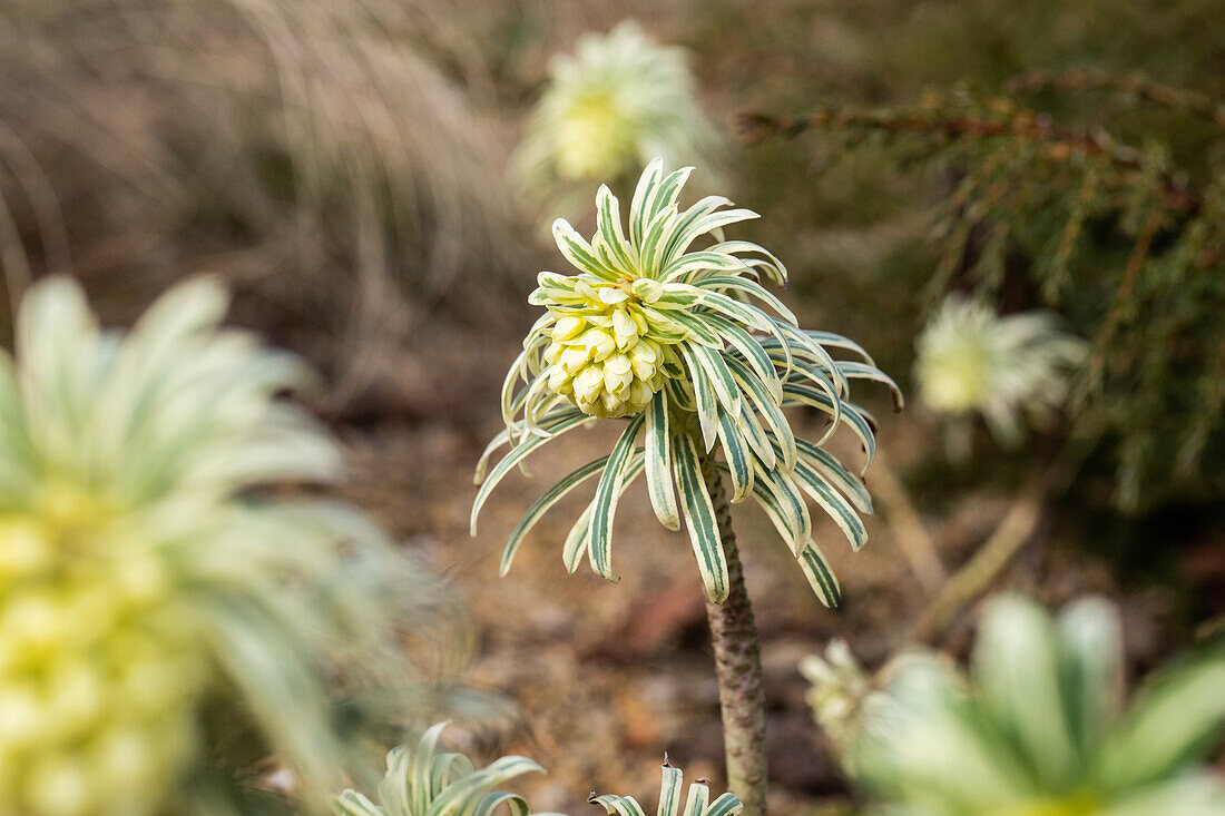 Euphorbia characias 'Tasmanian Tiger'