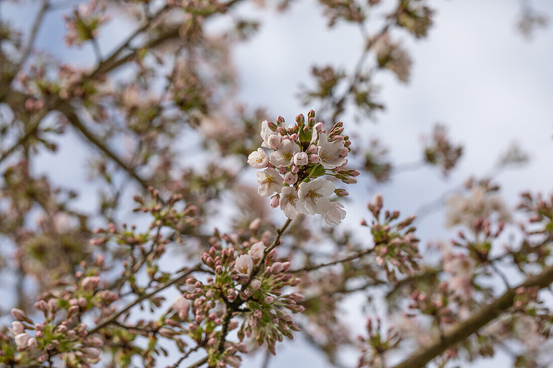 Prunus x yedoensis