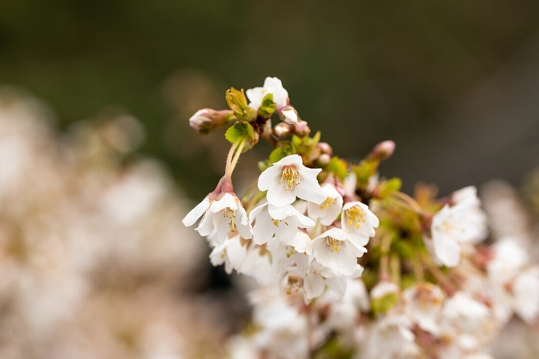 Prunus incisa 'Kojou-no-mai'