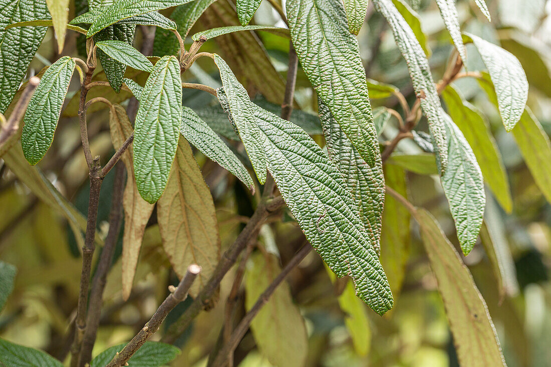 Viburnum pragense