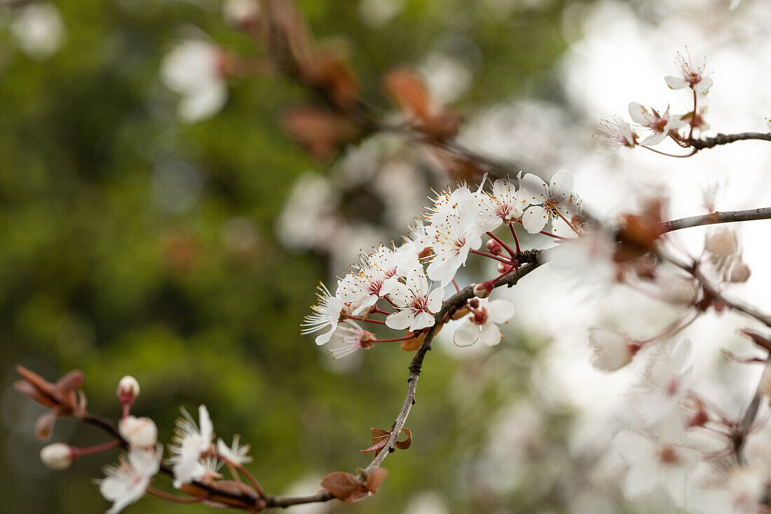 Prunus cerasifera 'Trailblazer'