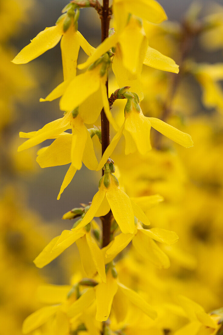 Forsythia x intermedia