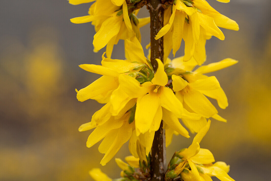 Forsythia x intermedia